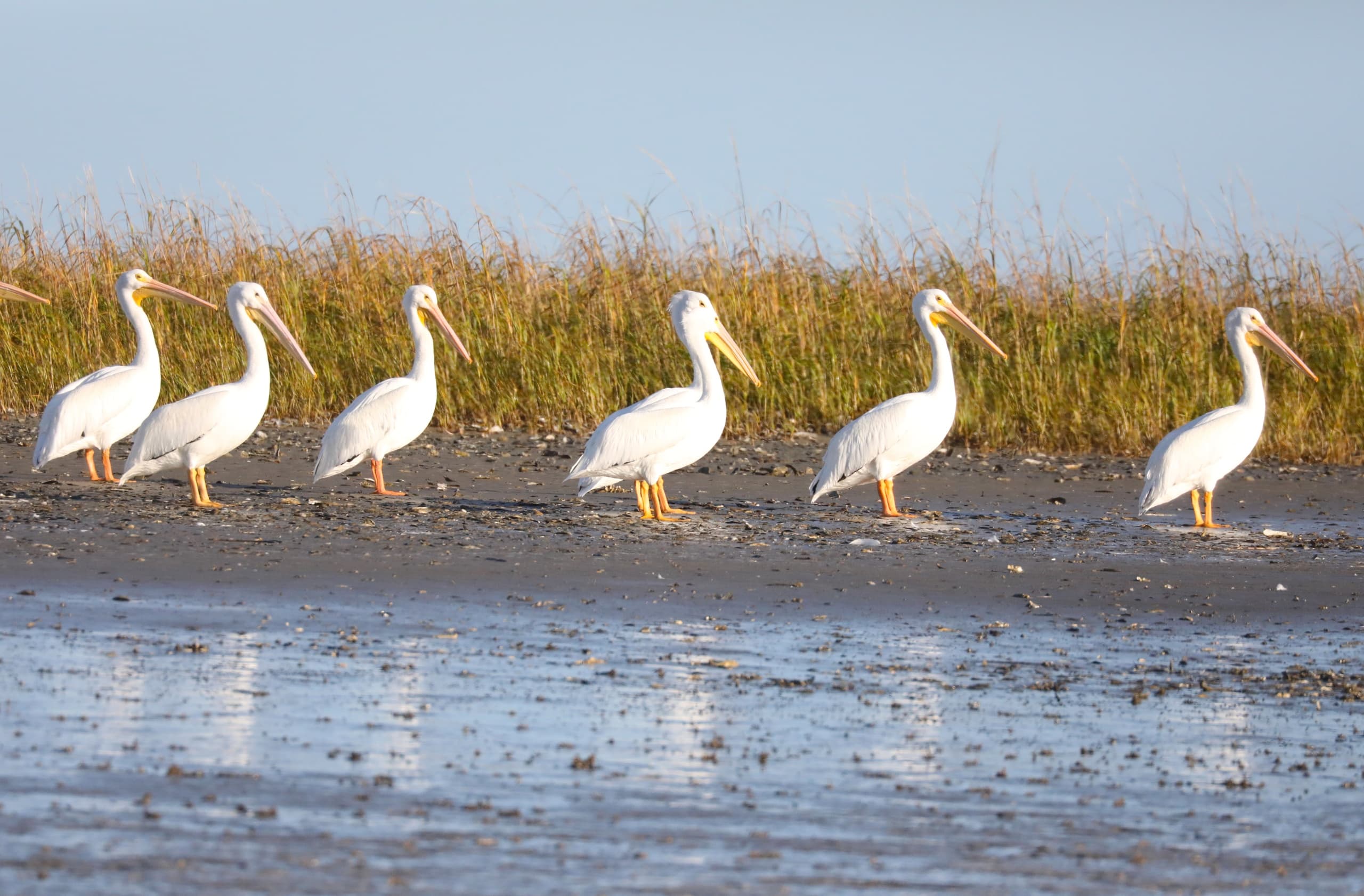 Savannah by Water: Private Indigo Island Charters from Thunderbolt photo 4
