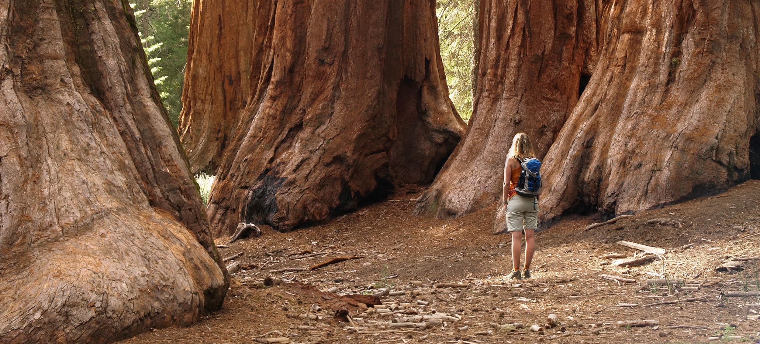Redwoods Full Day Private Tour & Hike by Good Trip Adventures