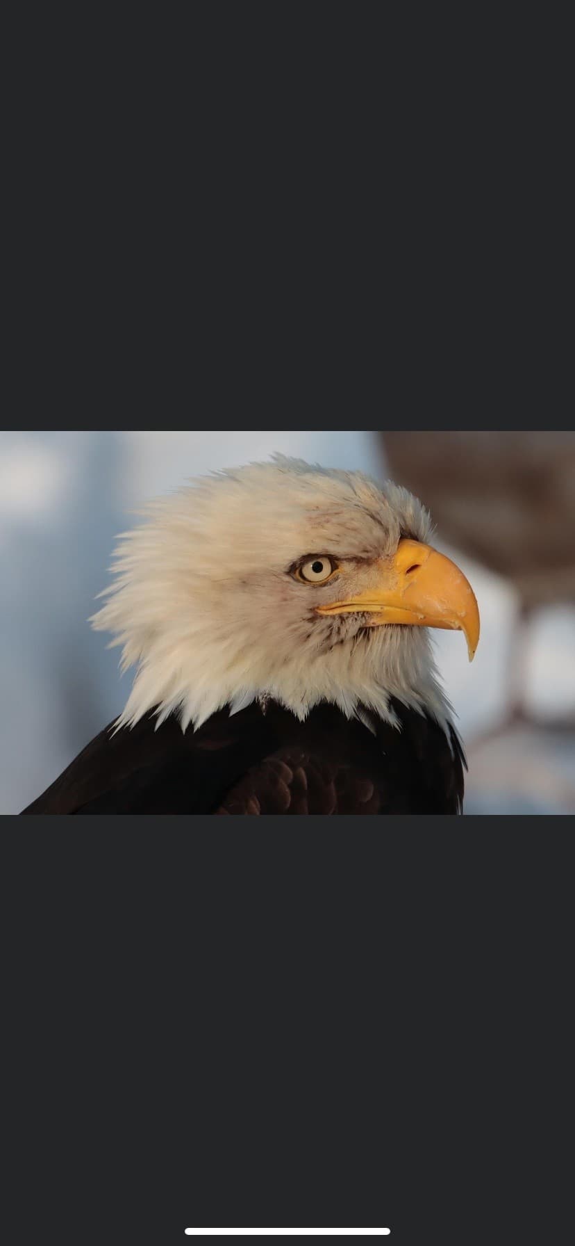 Ketchikan Private Wildlife Tour: Salmon Runs, Eagles & Rainforest Waterfalls