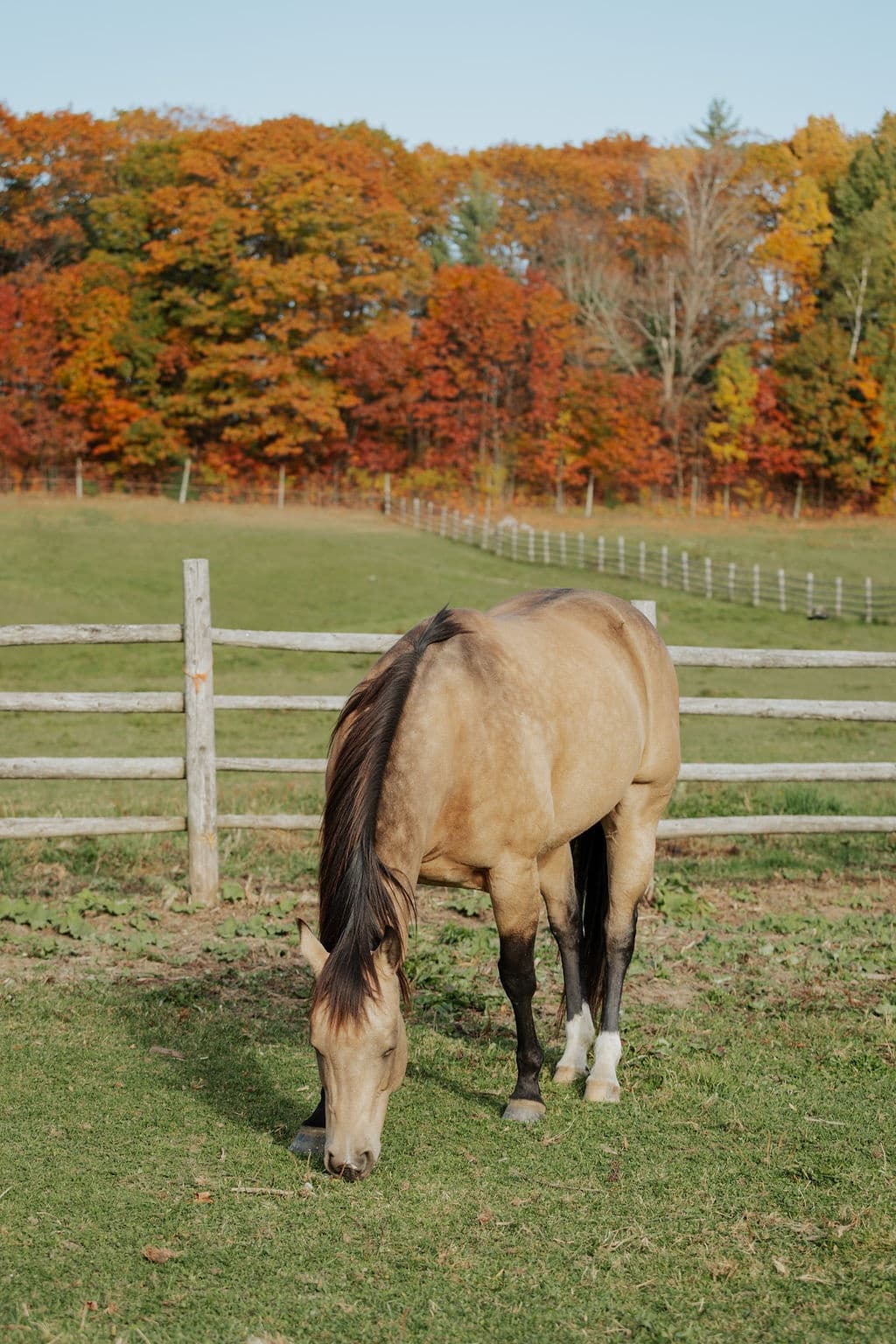 Equine Connection: Hands-On Horse Lessons in Rutherglen, Ontario