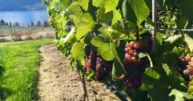 Zipline Adventure and Wine Tasting in Kelowna’s Myra Canyon