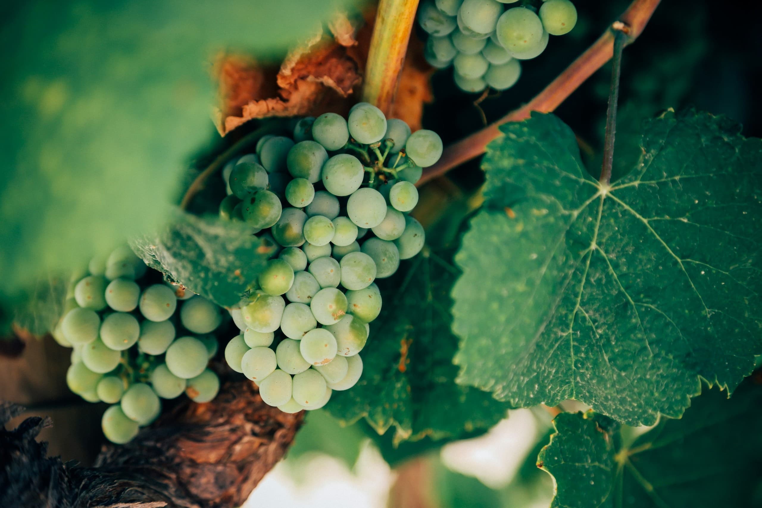 Inside Sherry: A Guided Jerez Wine Tasting in Mairena del Aljarafe