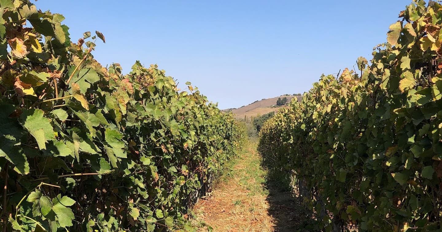 Santa Barbara Wine Tasting with Captain Jack's Tours