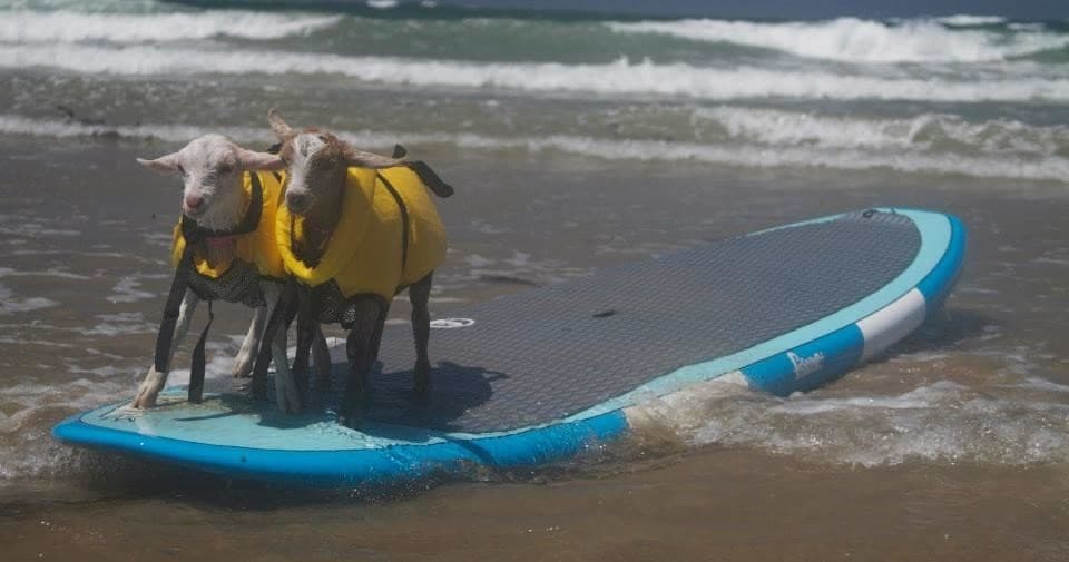 Teach Your Pet to Surf: Unique Private Animal Surf Lessons in Pismo Beach
