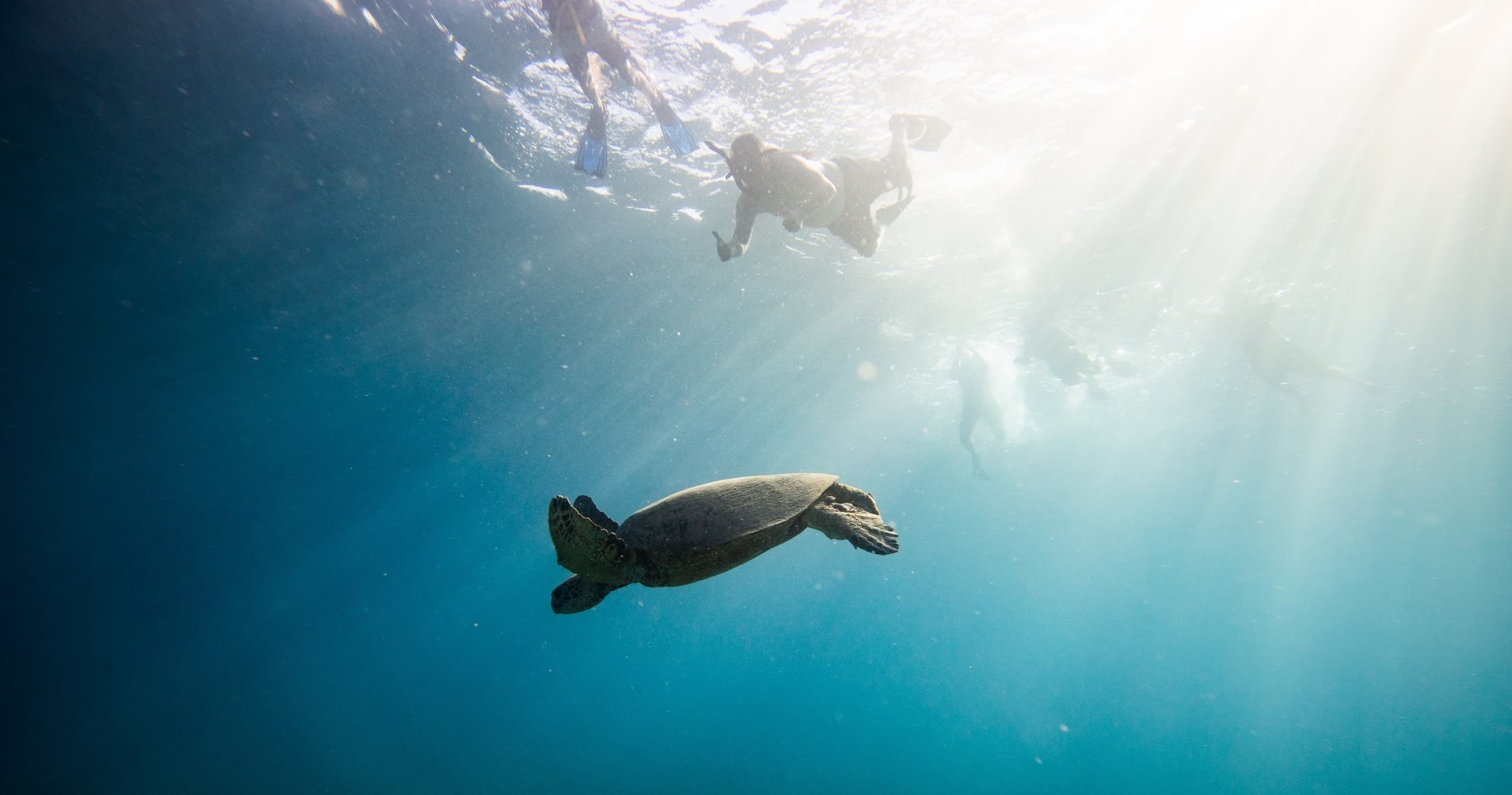 Turtle Canyons by Nautilus: Semi-Private Waikiki Snorkel Tour for Up-Close Honu Encounters photo 2