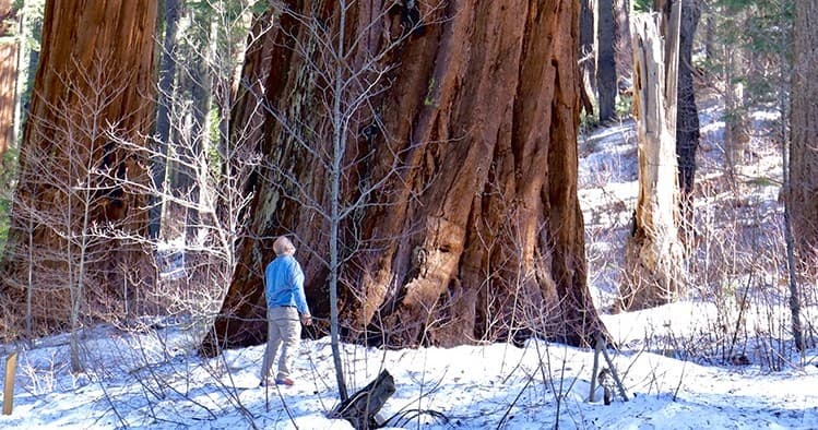 Explore Giant Trees, Caves & Gold Country near San Francisco