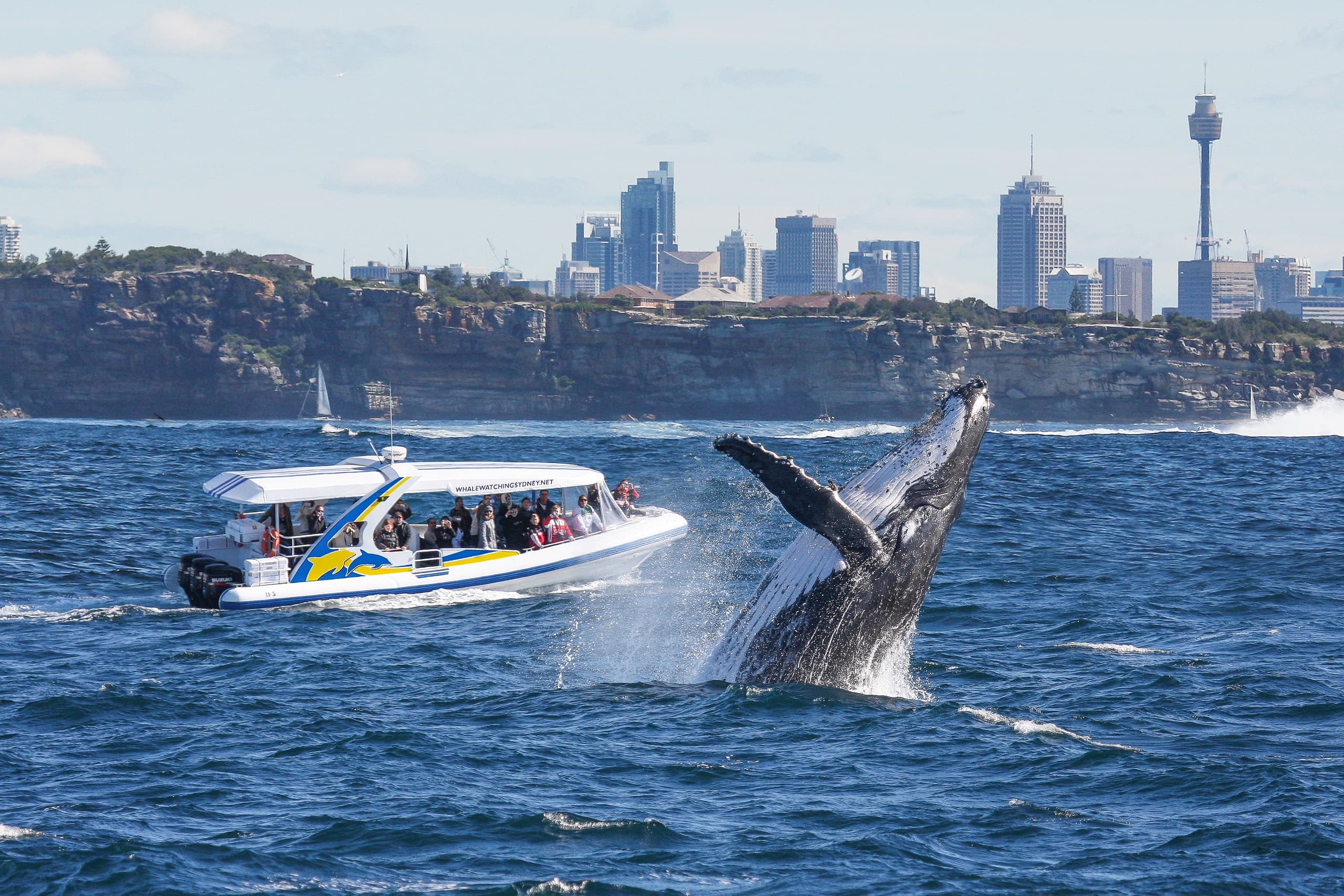 High-Speed Whale Watching Cruise with Fantasea Cruising Sydney