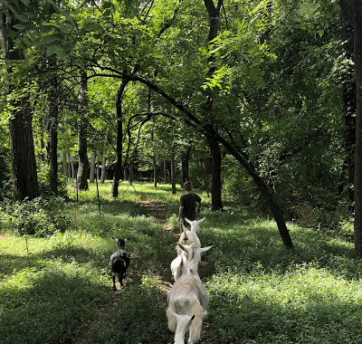 Goat Hiking Adventure at Providence Hill Farm in Atchison, KS