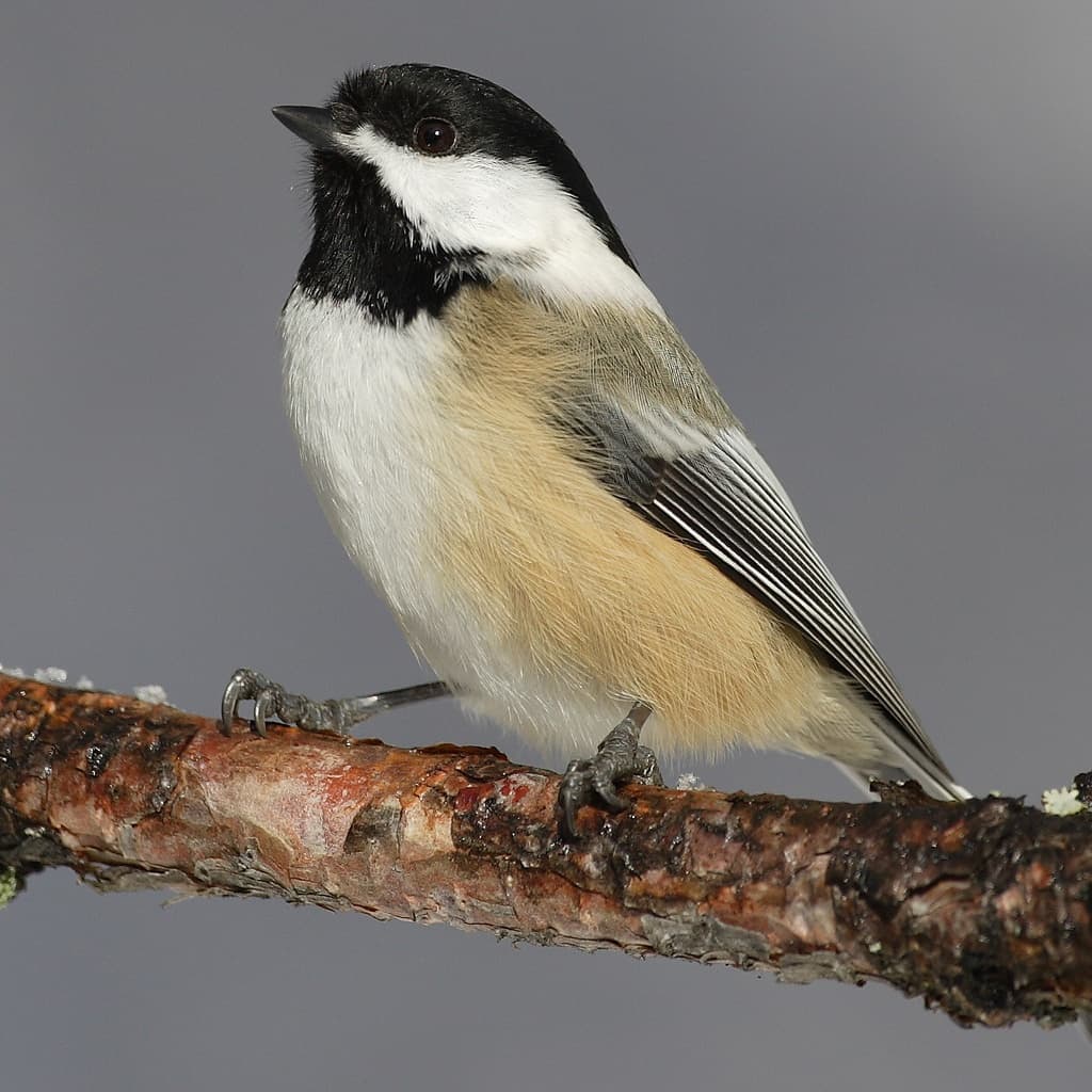 Dawn Bio Blitz at Trees for Tomorrow: Birding Workshop in Eagle River (April 25, 2026)