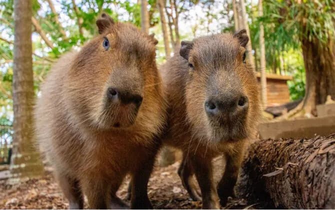 Currumbin Wildlife Sanctuary: Up-Close Encounters Near the Gold Coast photo 2