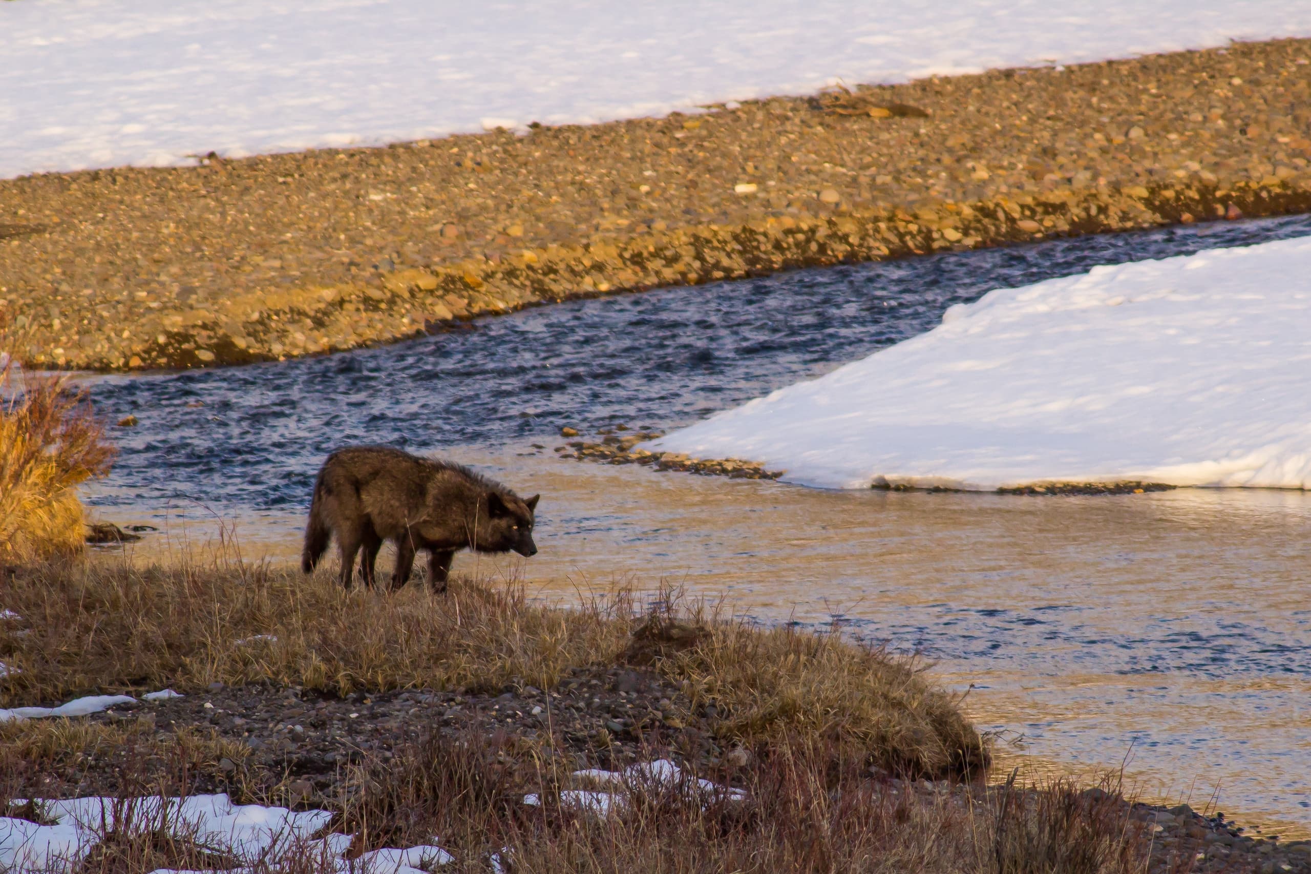 Wildlife & Nature Adventure at Yellowstone with Yellowstone Wolves & Wildlife