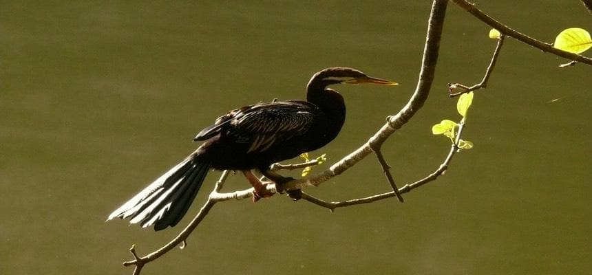 Anhinga or waterbird perched on branch over river at dusk