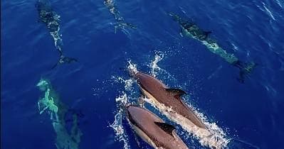 Water Activities: BLUE JACK SAIL Private Boat Adventure