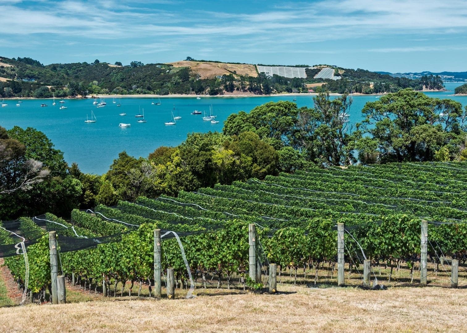 Waiheke Island Luxury Tour with Auckland & Beyond Tours