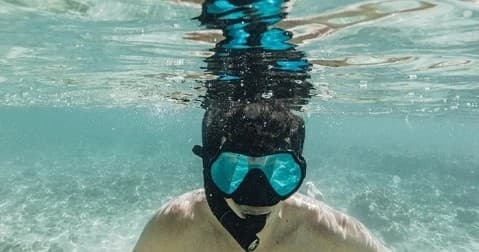 Dolphin Watch / Snorkeling / Sand Bar Trip | Dolphin in Key West, Florida