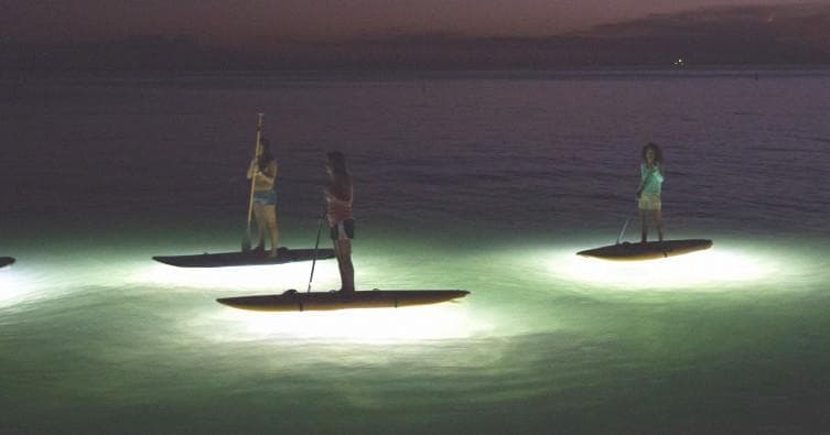 Stand-Up Paddleboarding Rentals with Rincon Paddle Boards
