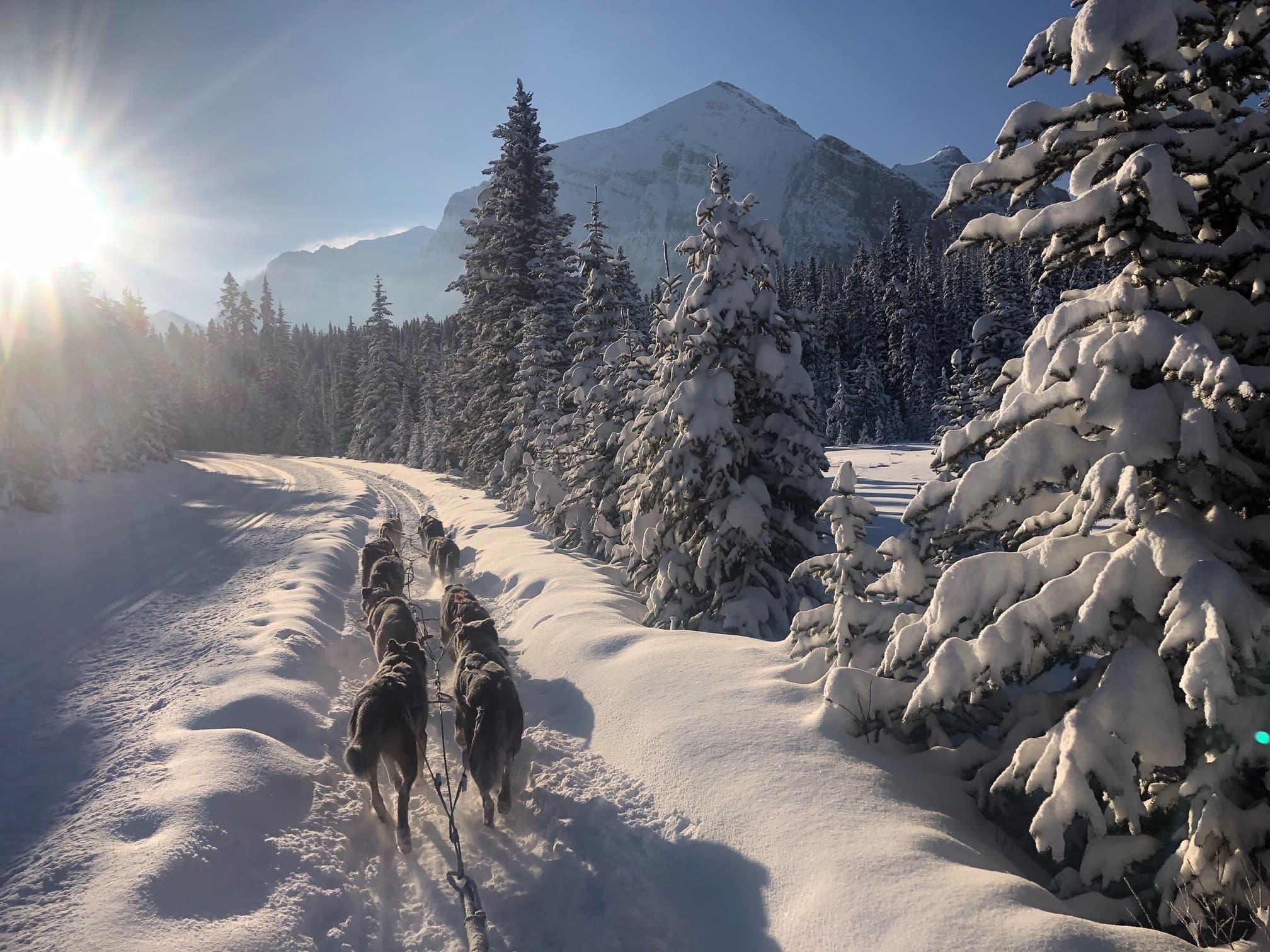 Thrilling Great Divide Dog Sled Tour by Kingmik in Lake Louise