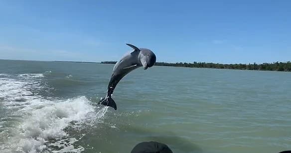 Dolphin leaping beside a boat on shallow coastal turquoise waters