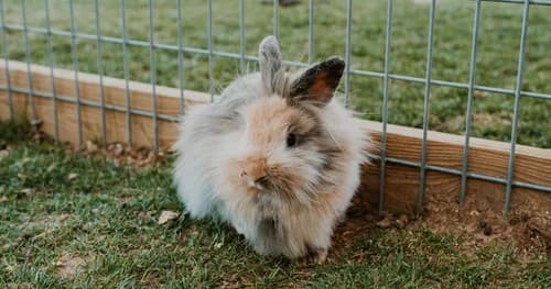 Fluffy rabbit near wire fence on grassy outdoor petting area