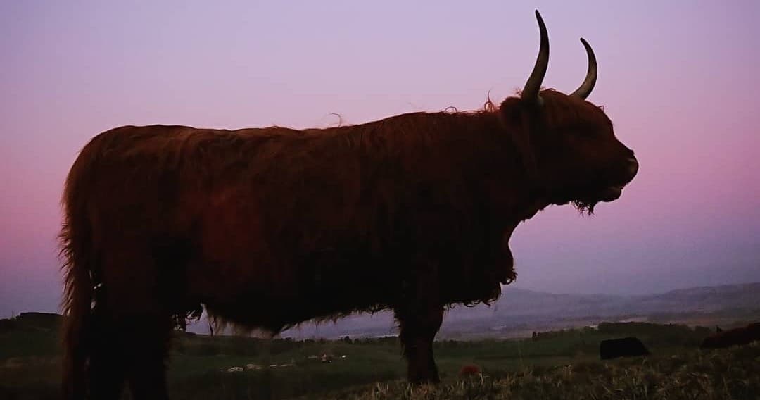 Highland cow grazing on Bowland moorland at sunset