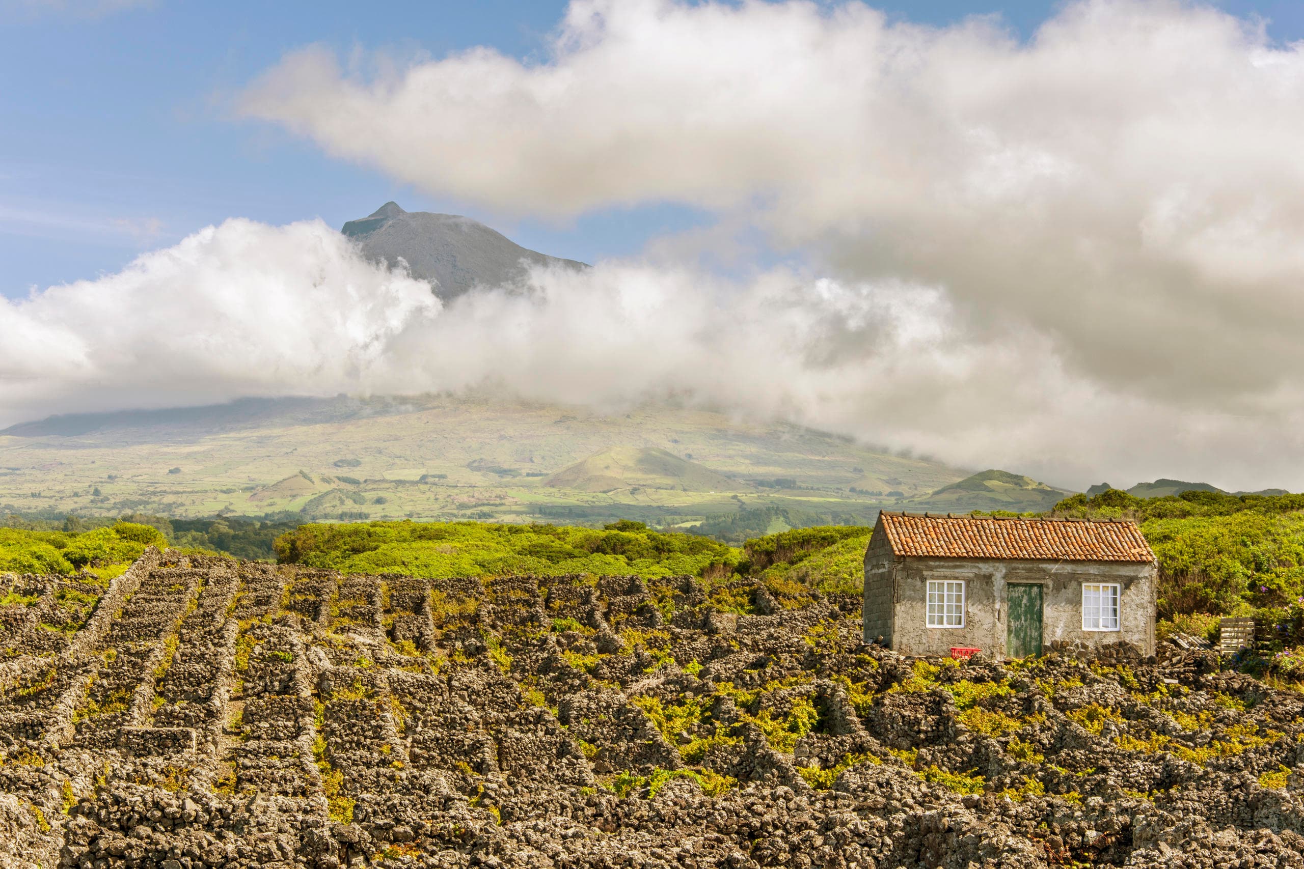 Pico Island Half-Day Tour with Futurismo Azores Adventures
