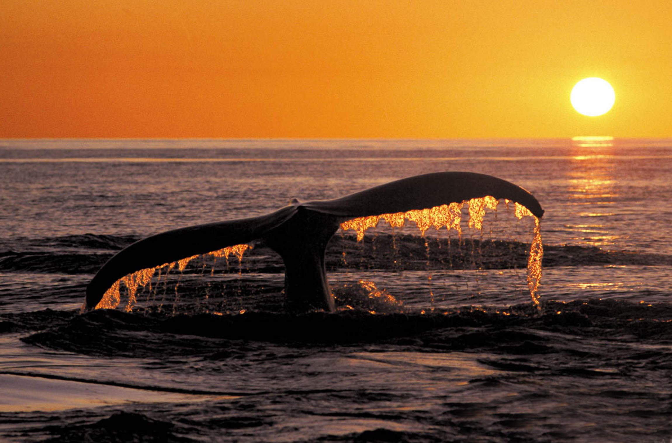 Whale tail silhouette at sunset over ocean horizon, dramatic view