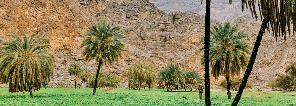 Hidden Oasis Hike by ECC Adventure in Ras Al Khaimah