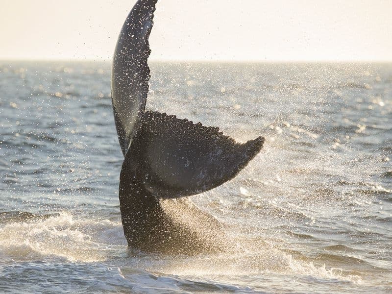 Oahu Whale Watching Adventure: Waikiki Catamaran Humpback Cruises (Dec 15–Apr 15) photo 2