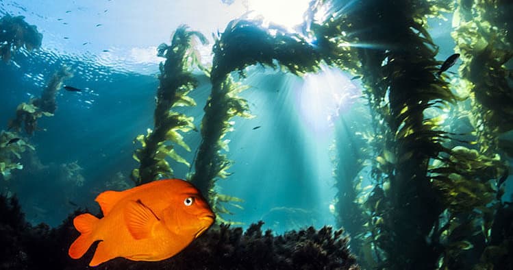 Water Activities with Casino Point Divers in Catalina Island