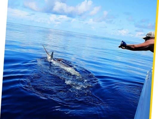 8-Hour Deep-Sea Charter from Murrells Inlet on a 33-Foot Hydra-Sports