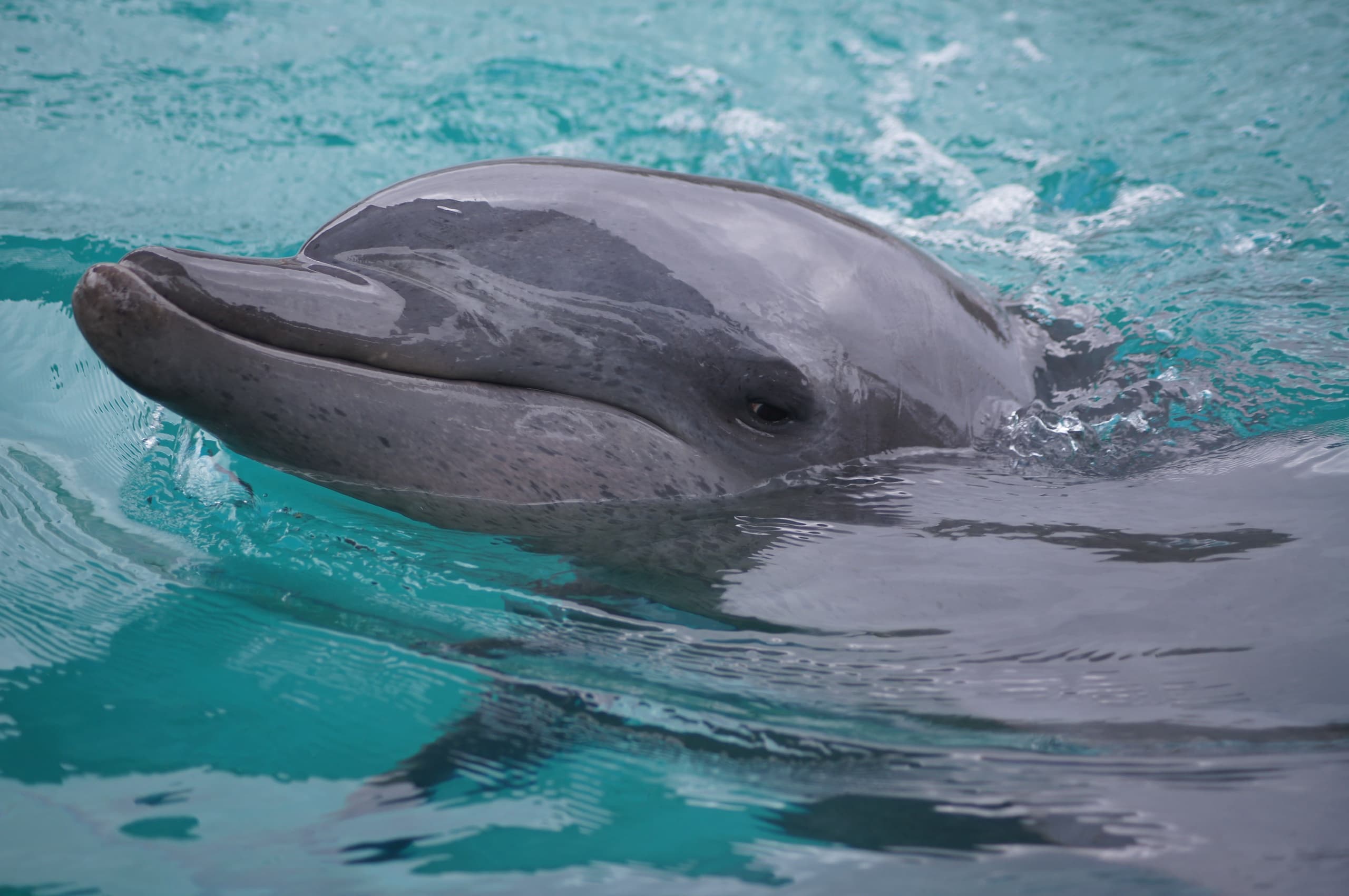 Dolphin Encounter at Coffs Coast Wildlife Sanctuary