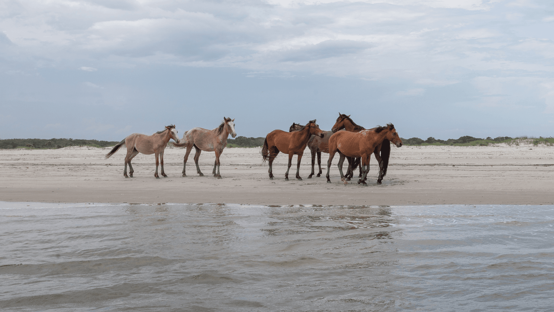 Wild horses trotting on Amelia Island beach shore