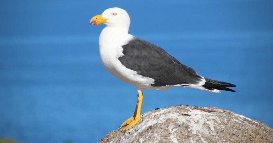 Seagull perched on coastal rock with ocean view, wildlife sightseeing