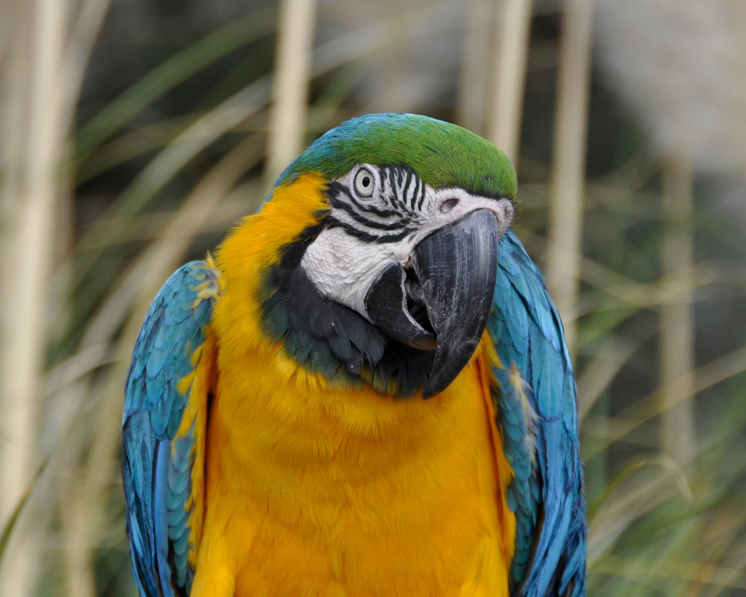 Animal Presentation & Guided Tour at Heritage Park Zoo