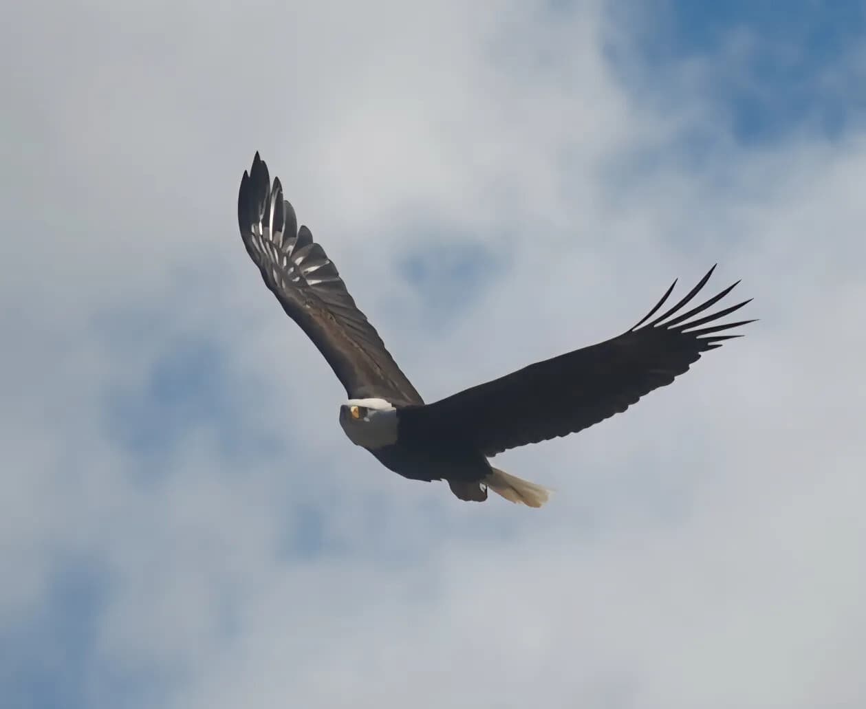Private Wildlife Tour in Ketchikan: Bears, Eagles, Tide Pools & Rainbow Falls