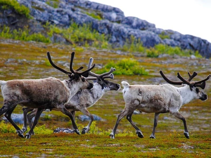 Gently Guided Reindeer Hike in Rovaniemi: Campfire Stories & Arctic Calm
