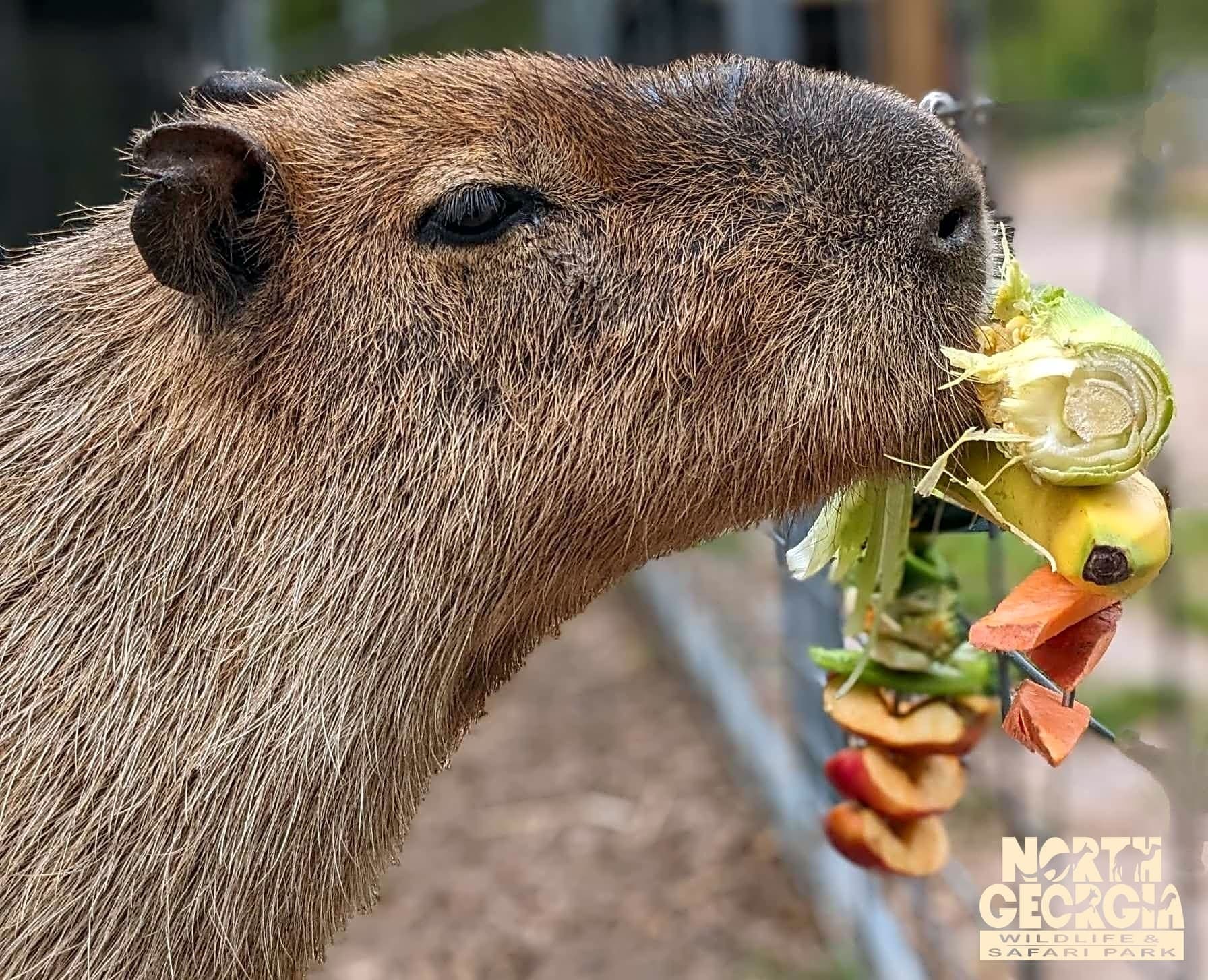 Capybara Meet & Greet in Cleveland, Georgia