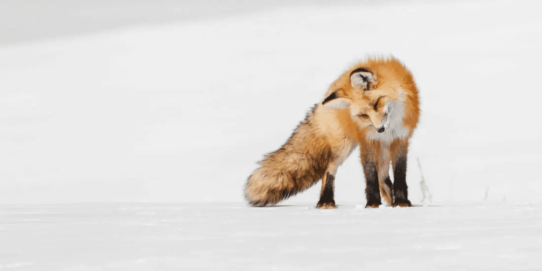 Yellowstone Snowshoe Safari by Yellowstone Safari Company in Cody
