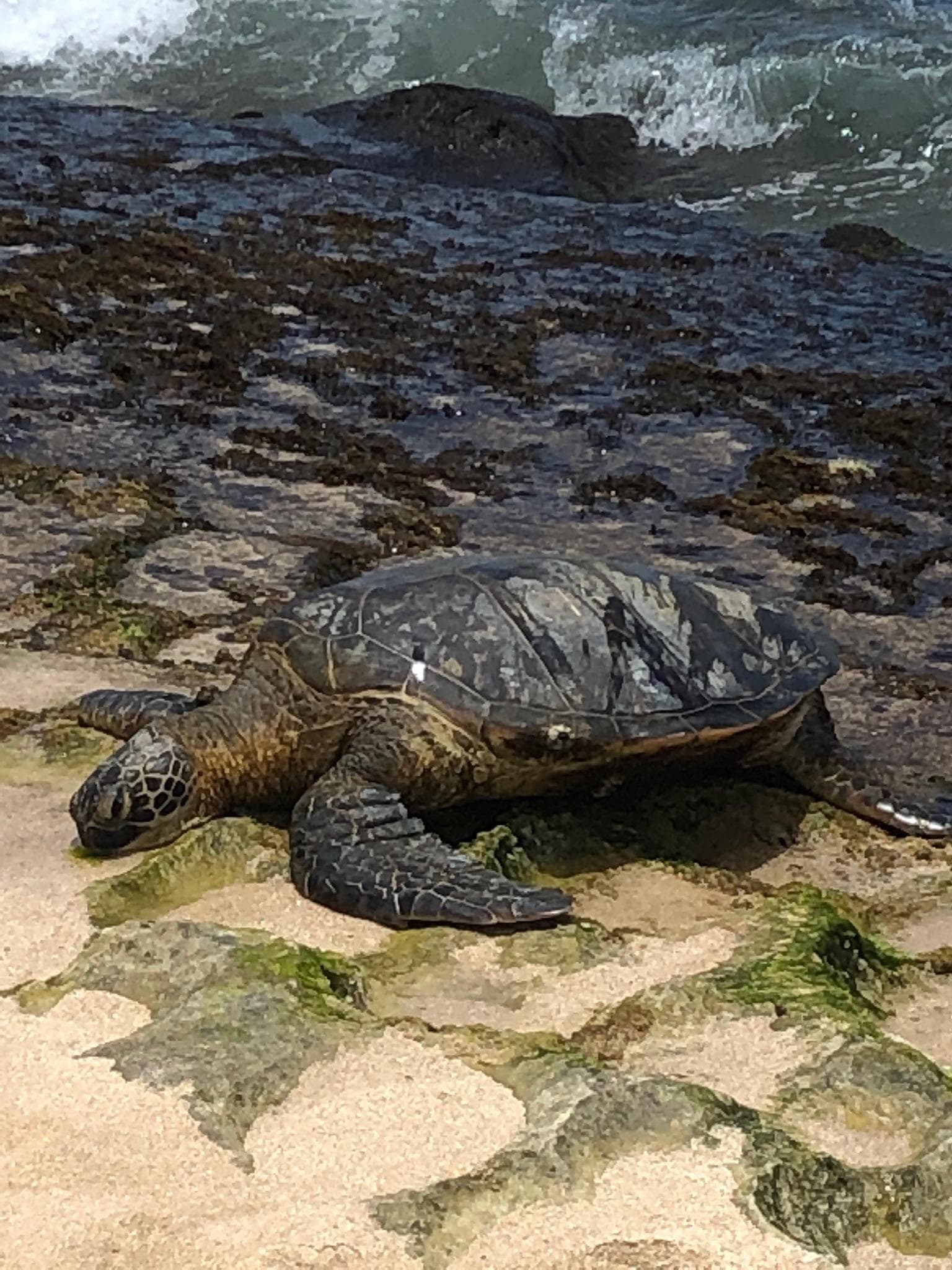 Hiking Adventure at Diamond Head with E-Z PASS