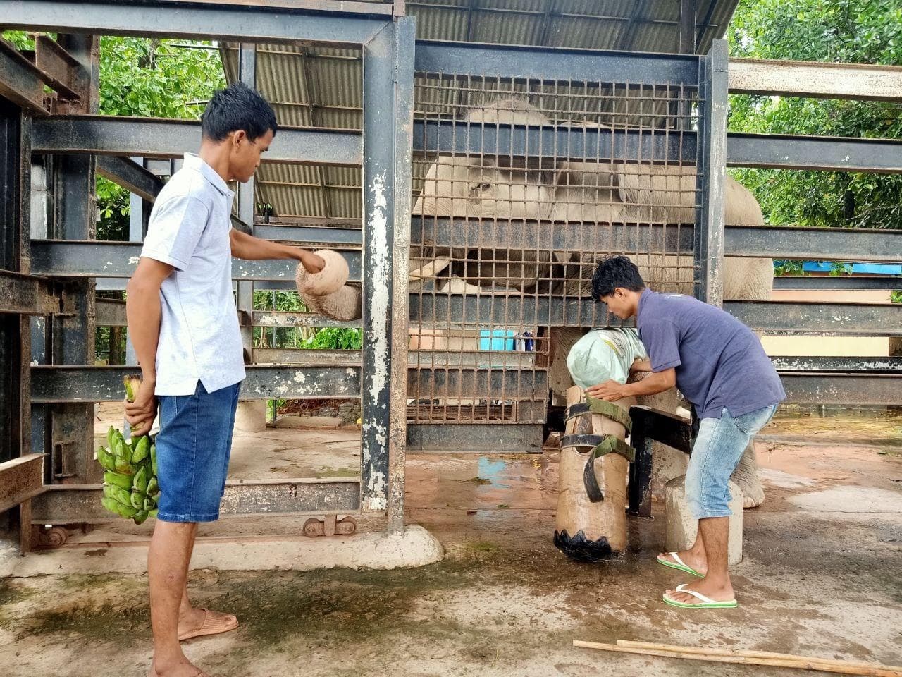 Inside Phnom Tamao Wildlife Rescue with Wildlife Alliance