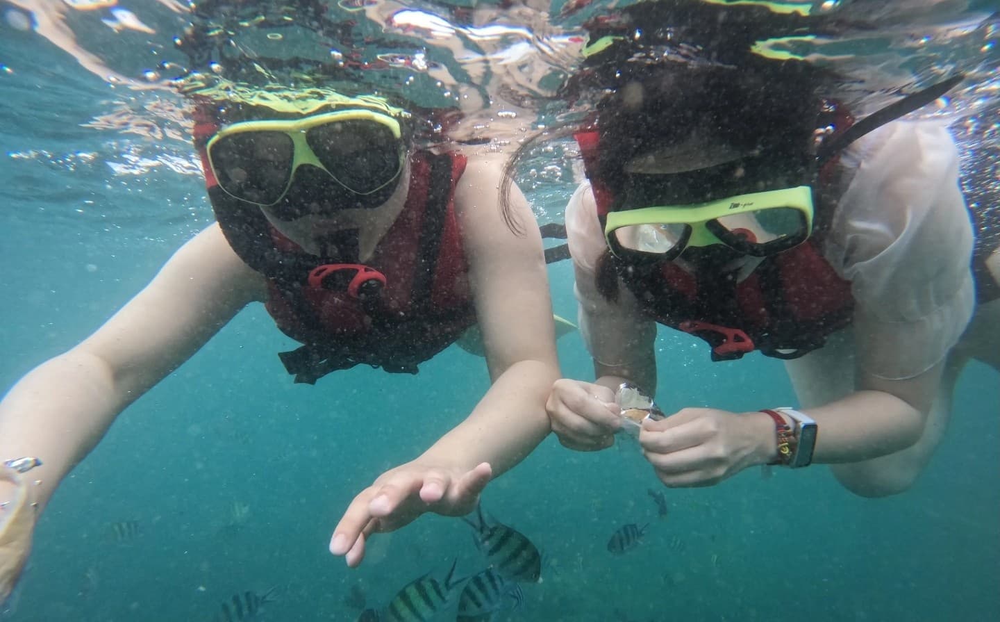 Two snorkelers exploring tropical reef with fish near shore