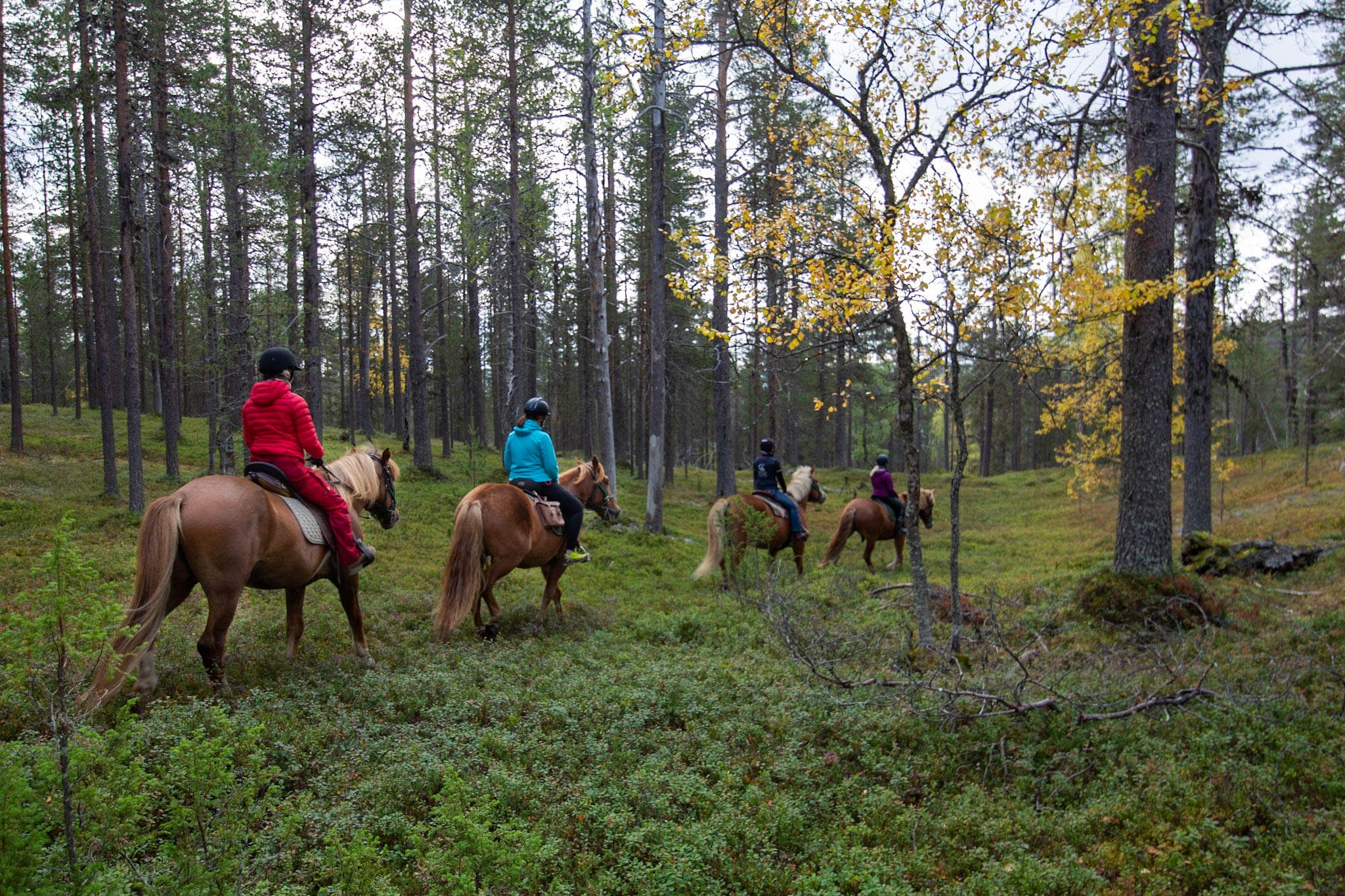 Horseback Trail Ride at Aurora Village Oy in Ivalo, Finland