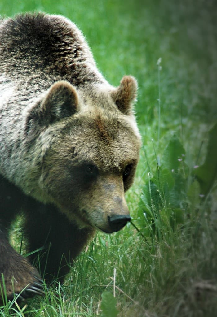 Wildlife & Bearwatching Adventure at Ecotur in Italy