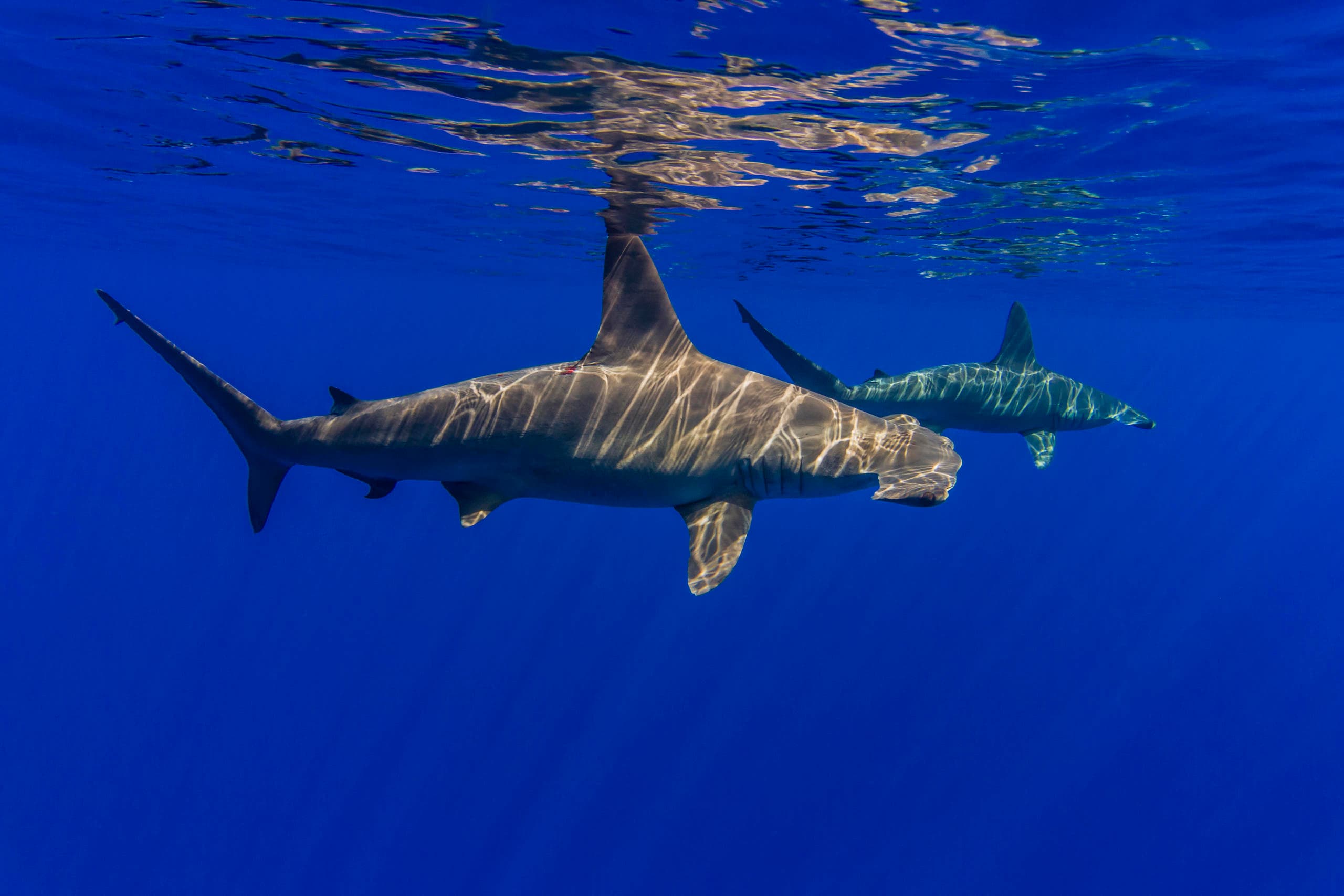 Marine Wildlife & Snorkeling with Kona BIG 5 Ocean Safari