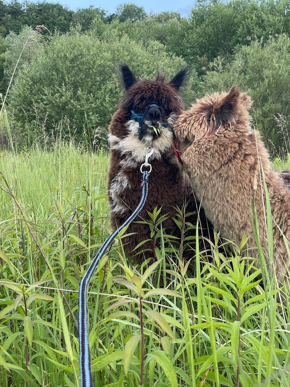 Two alpacas nuzzling in tall meadow grass near wooded edge