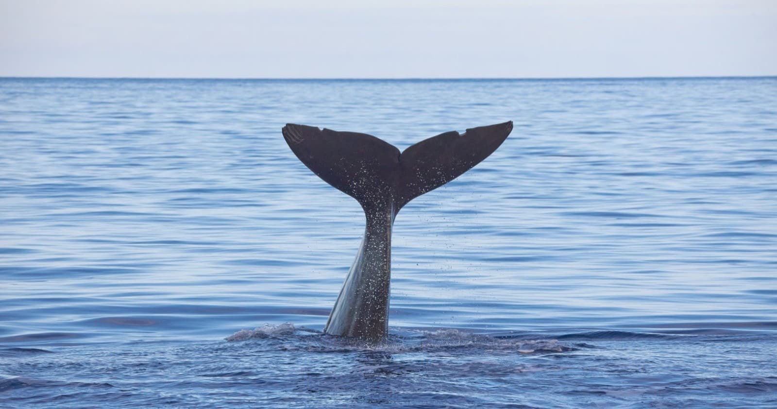 Sperm whale tail breaching calm Atlantic waters on Madeira tour