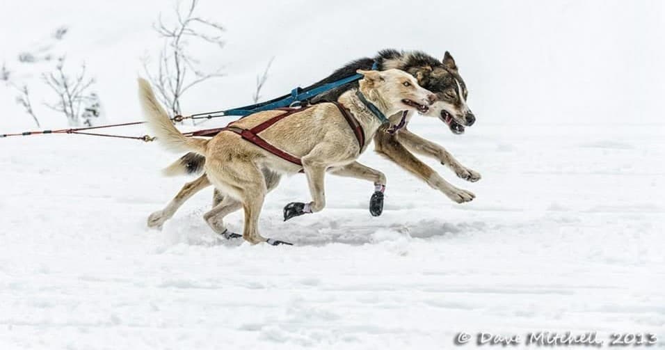 Drive Your Own Dog Sled Across the Continental Divide: Mushing 101 in Lake Louise photo 1