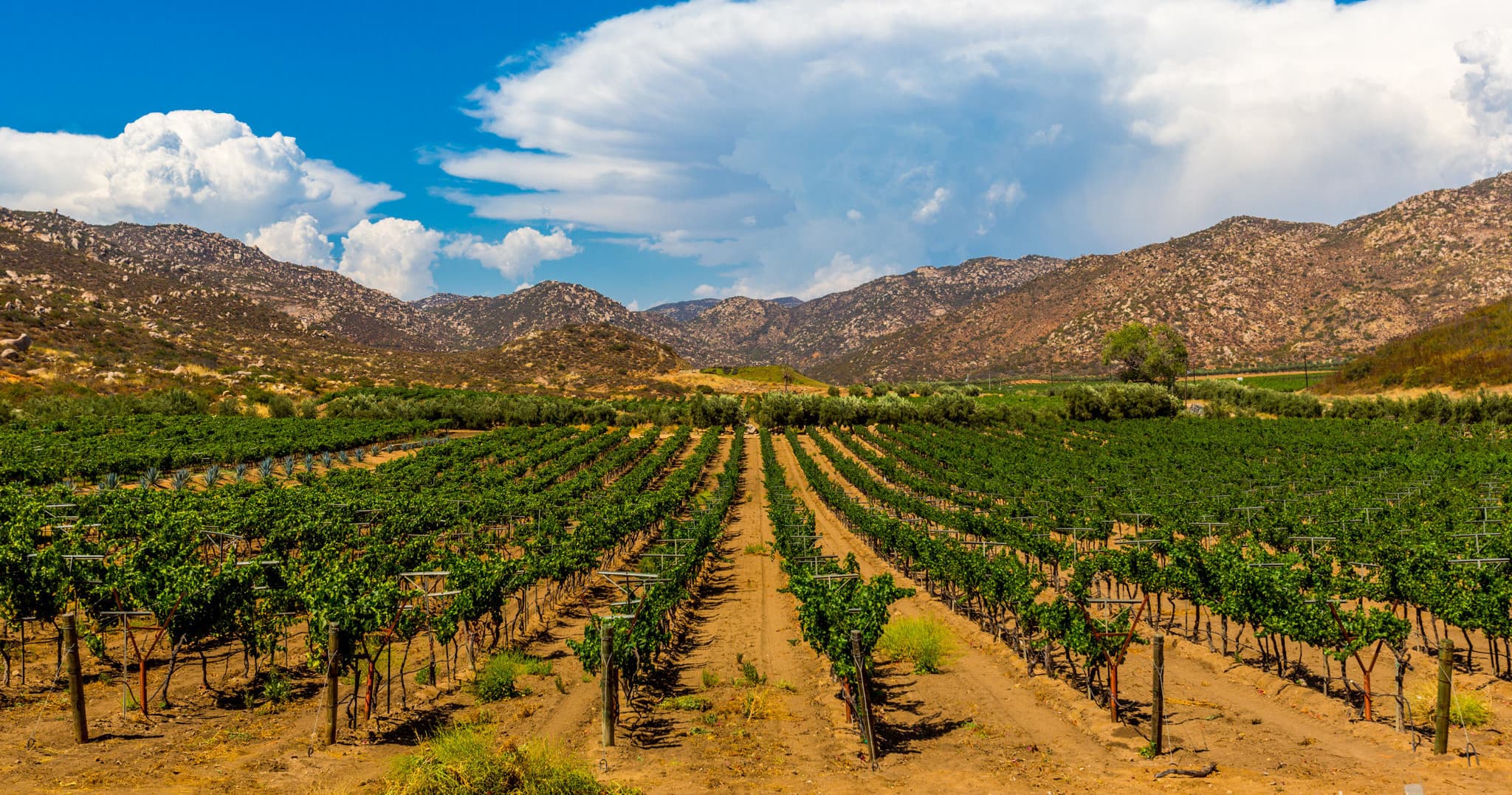 3 Boutique Wineries with Lunch Tour in San Diego