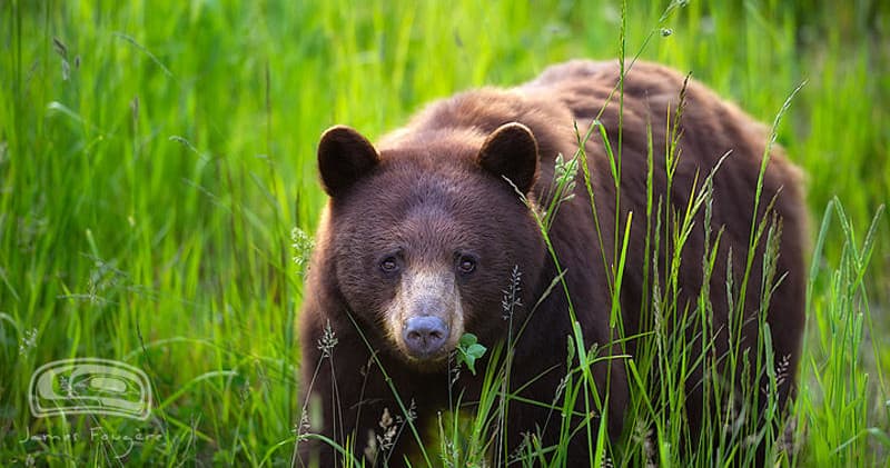 Wildlife & Land Adventures: Whistler Bear Sunset Tour by Whistler Discovery Tours