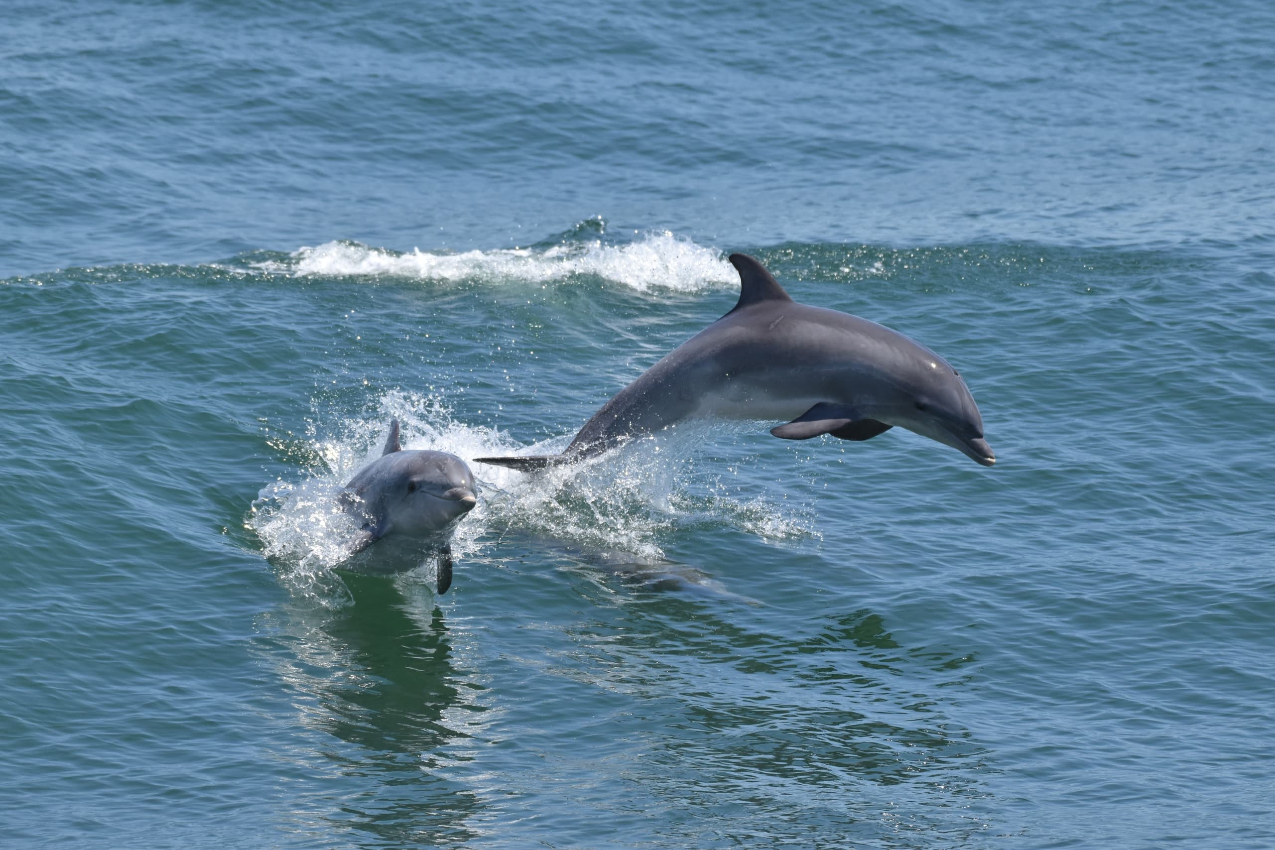 Explore Cape May’s Atlantic Bottlenose Dolphins on an Unforgettable 2-Hour Cruise